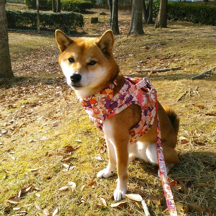 209e684c 0d78 409c 95dc c14647a3c47a 1511310704665