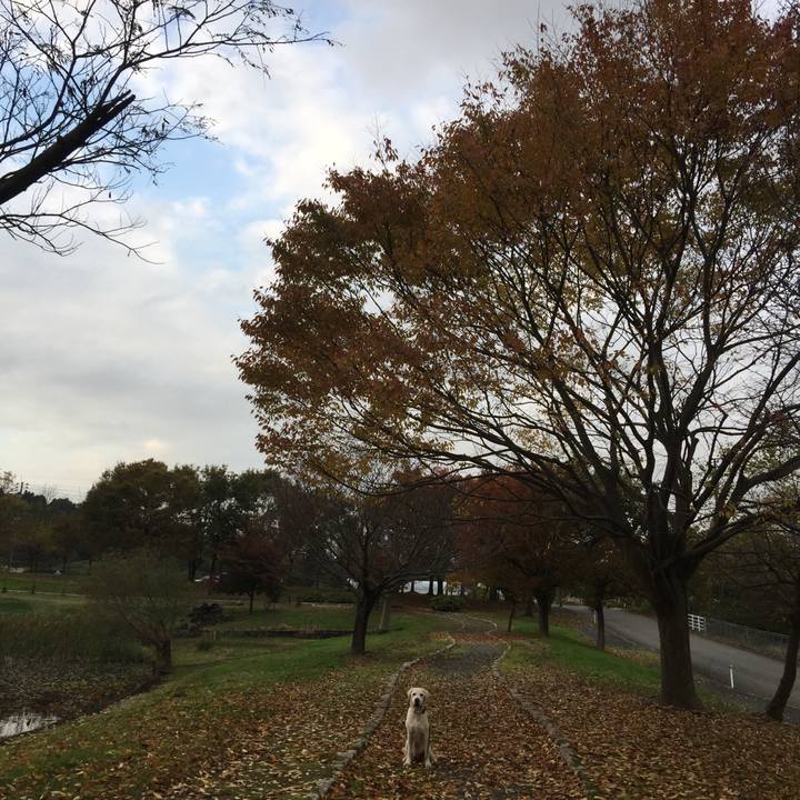 209e9516 cb53 4f45 87a1 4b70bed0c49e 1541578742582