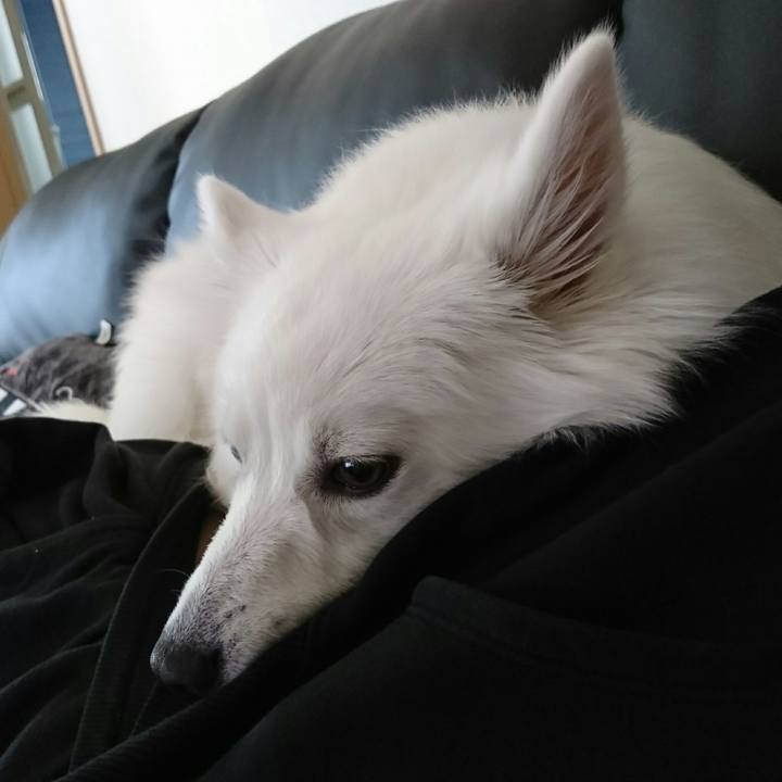 20a225a4 8127 4709 9e60 d0dfdaeed309 1511849013528