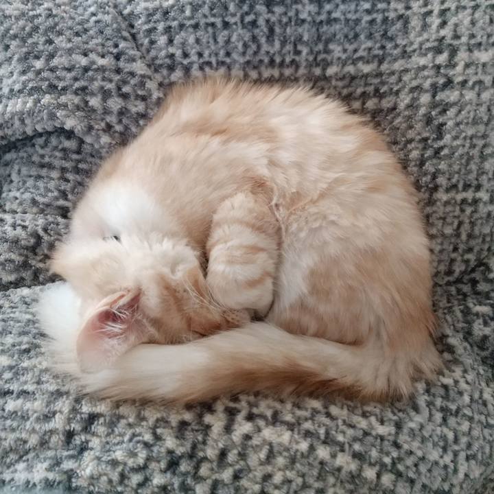 20a4a8ea 3af3 47b1 8878 1c46f81f446c 1609039393178