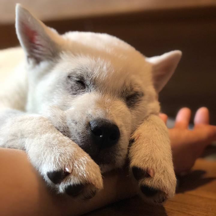 20a4e800 9802 4063 9a3d 2609147c3041 1511615674713