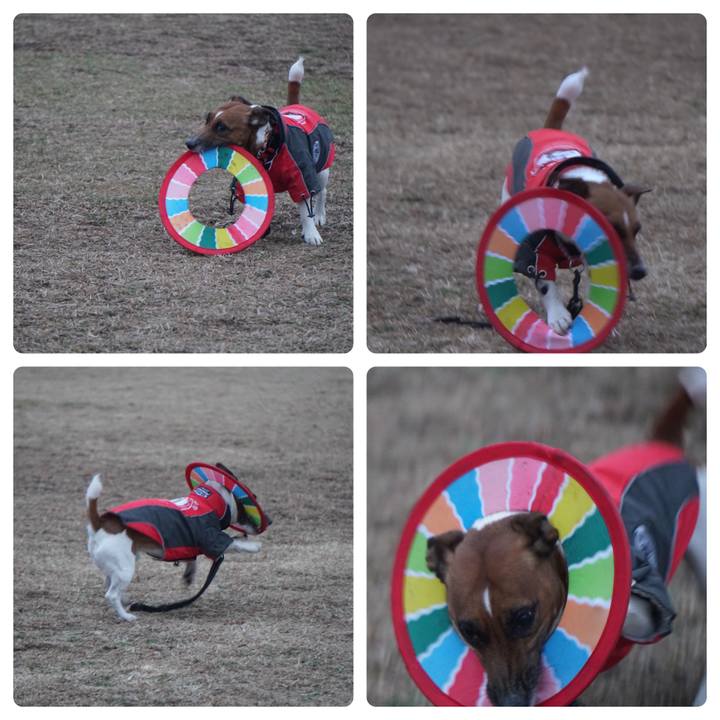 20a66103 226b 447a 818a 1777711e7273 1516575541806