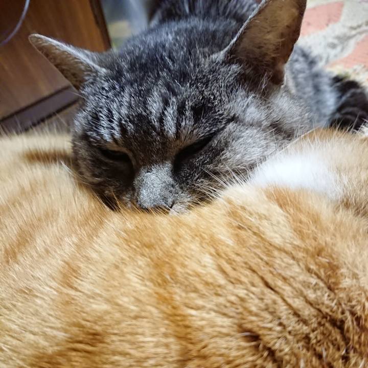 20a800fa 3b7b 4ddd 840d 142a974d37cd 1577968763645