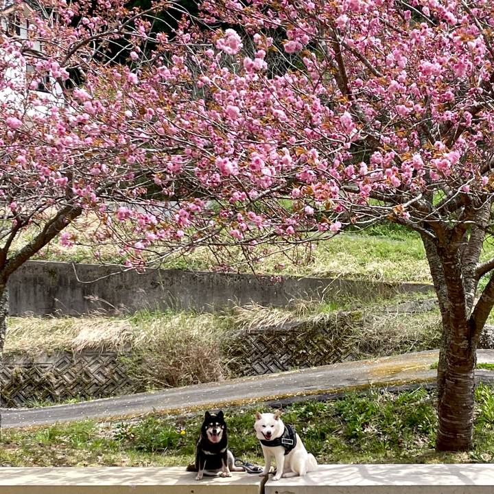 20a853f3 1436 4b8c b137 72f07aed85bc 1744953586976