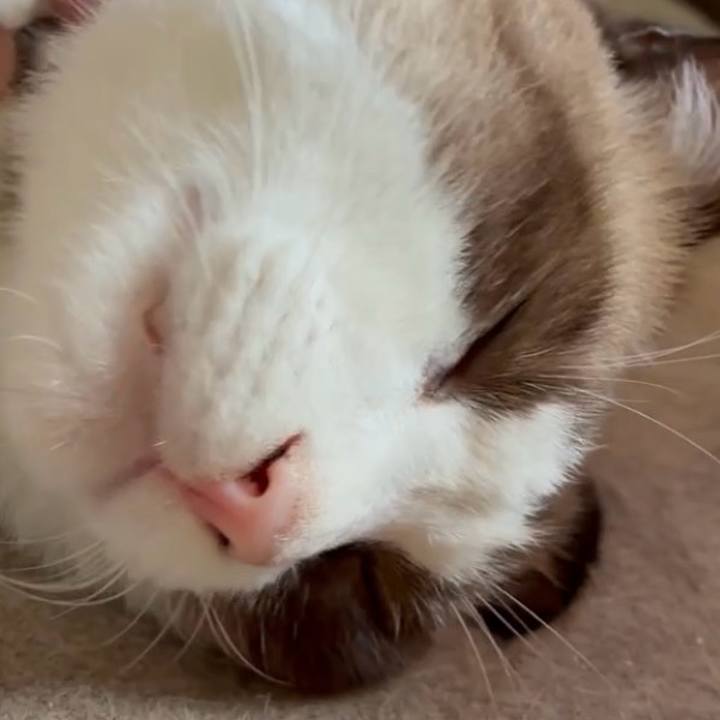 20a8684a 2189 4316 8c6b 53a4c088d963 1760742212571