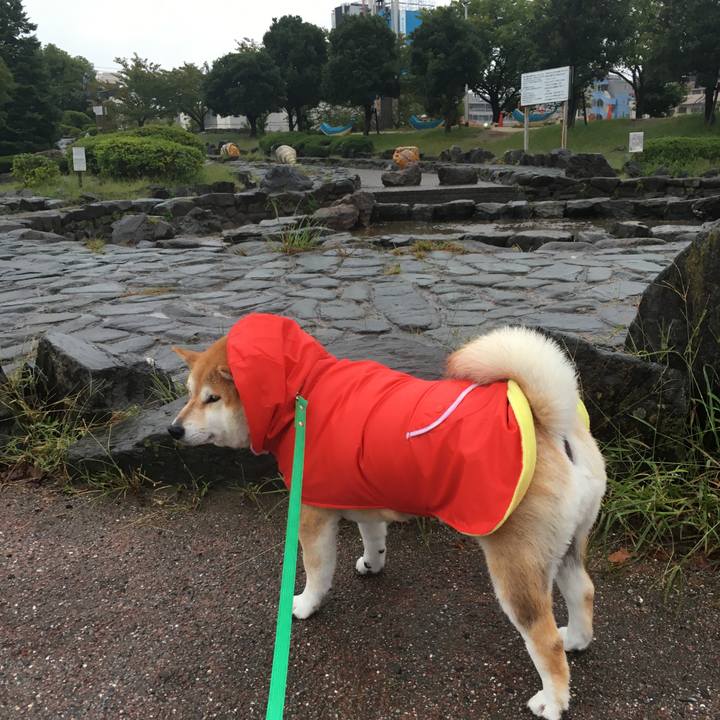 20ad0145 7859 4d52 80ae 3d3c2e5245f3 1602230261611