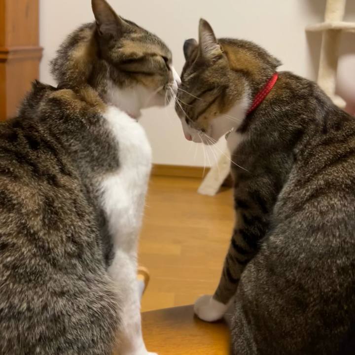 20b44590 a332 436d 8f22 f3abe388b9e9 1720012244061