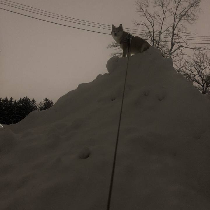 20b5280f d25e 49b6 ba12 095f9ae15a95 1544264590001