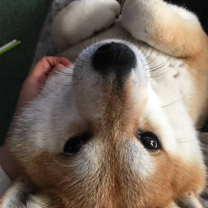 20b777e0 5289 4ca0 97d6 31e857f802b2 1583039361564