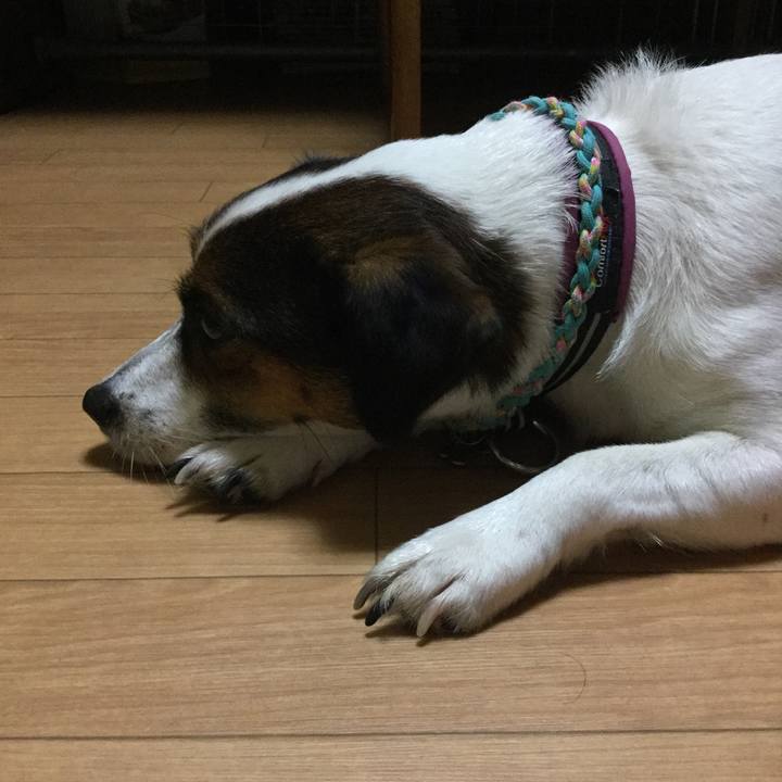 20b8897a 66f5 41d0 abc5 e35a7fa1423a 1508839909662