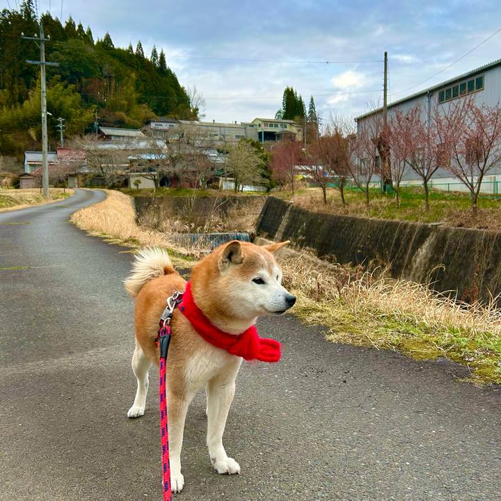 20ba305f 7205 489c 81c8 d6d3bfe1e384 1743941627499