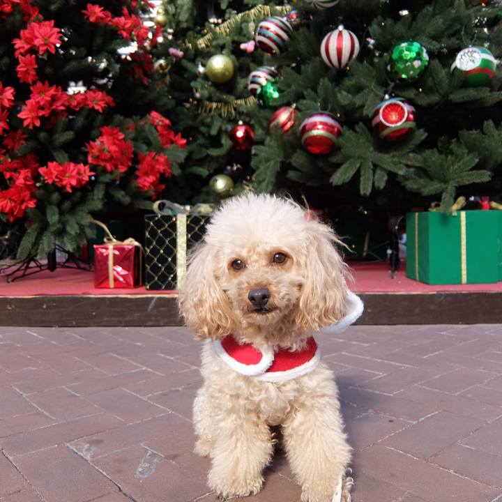 20bc6511 5b6a 4204 a267 c42e5ebf286f 1576394231488