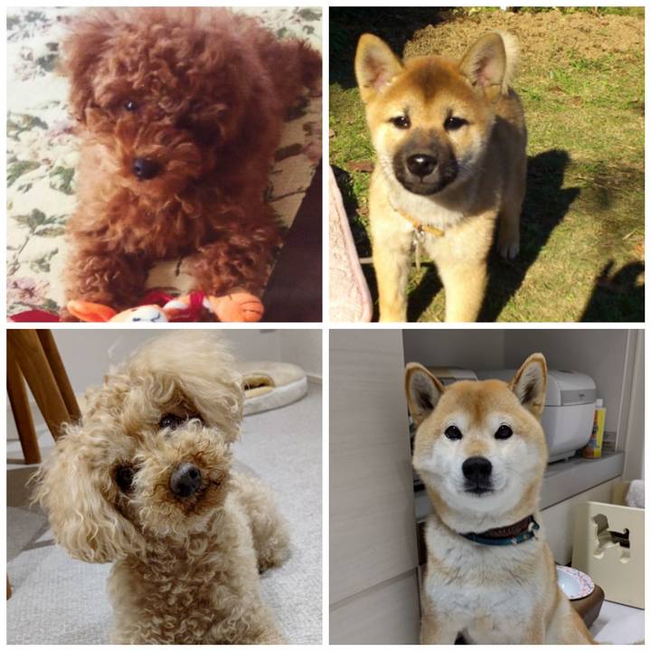 20bea33b 3950 45fc b212 43a15d2d3930 1619003352553