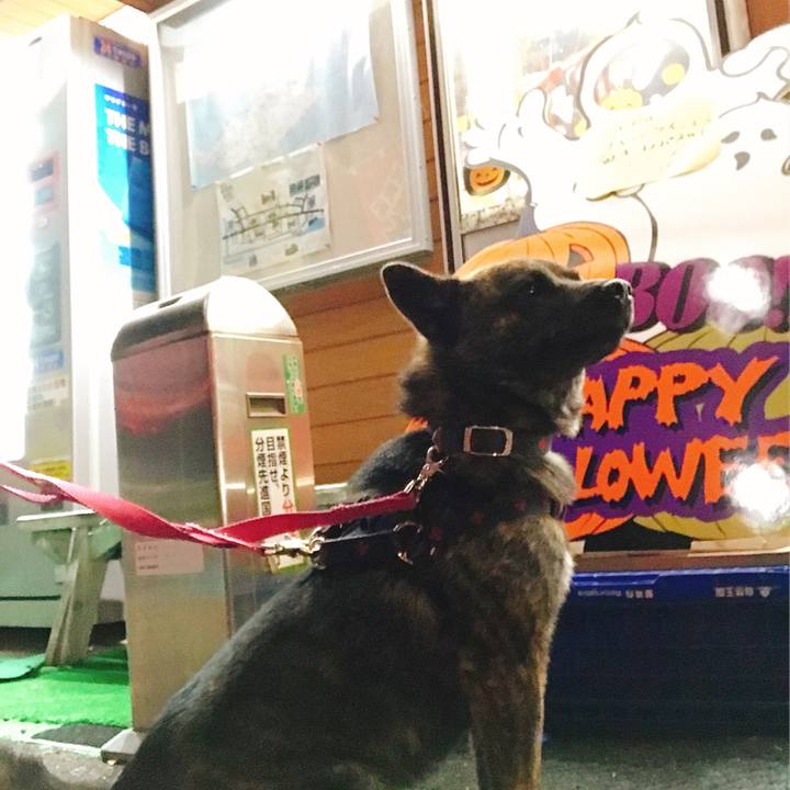 20bf95dd 207c 4063 8eba 3314b19ea2ab 1509098341394