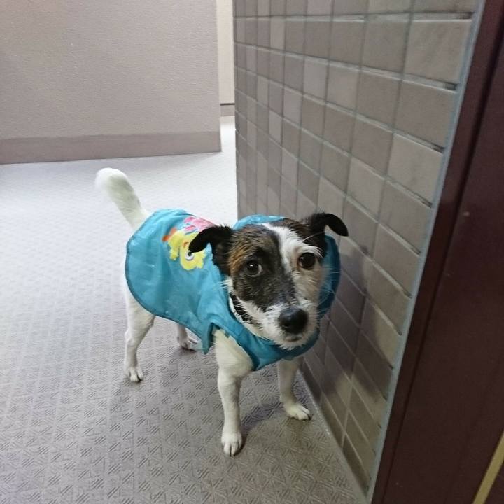 20c05d38 89e1 4a79 bf14 29a6975f311f 1524608224305