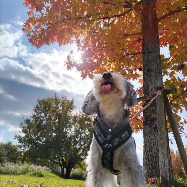 20c09cdc e664 4ed8 afda ab83a53de3ba 1733323032129