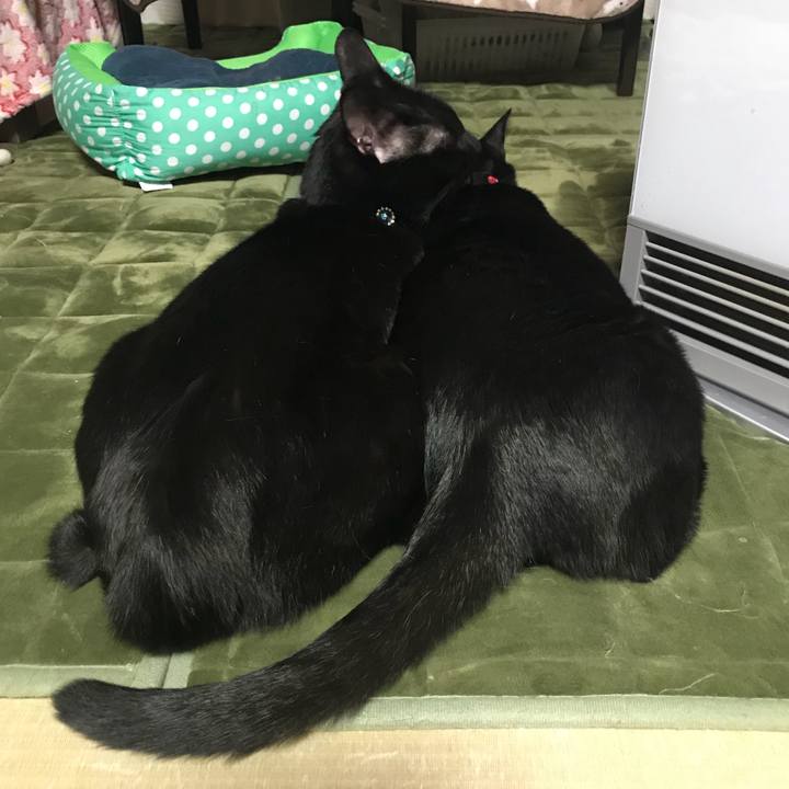 20c25dc3 44b8 4ffc bf60 ec76305bfeec 1514539717422