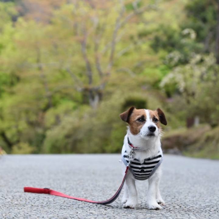 20c281ec 74ea 4e02 962f c1721a98fb08 1523449166745