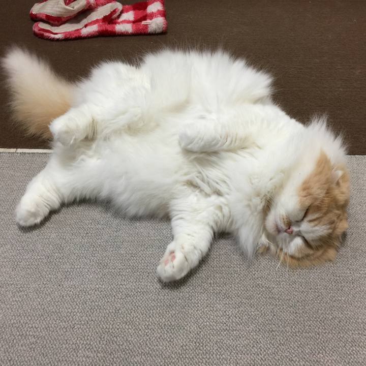 20c4b48d e403 41f7 b449 6126a8cdb38f 1578608650770