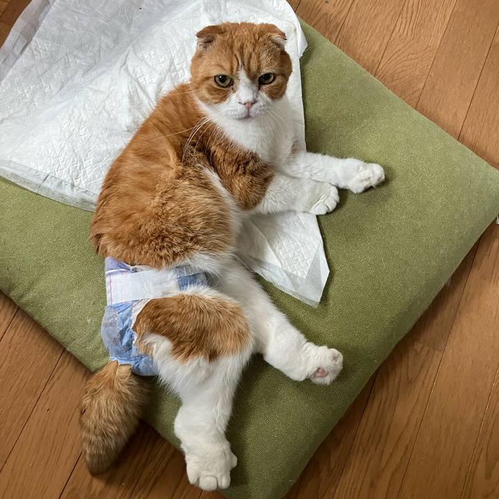 20c984c1 f11d 46df 91ae d5dc4d7dc8da 1762560063310