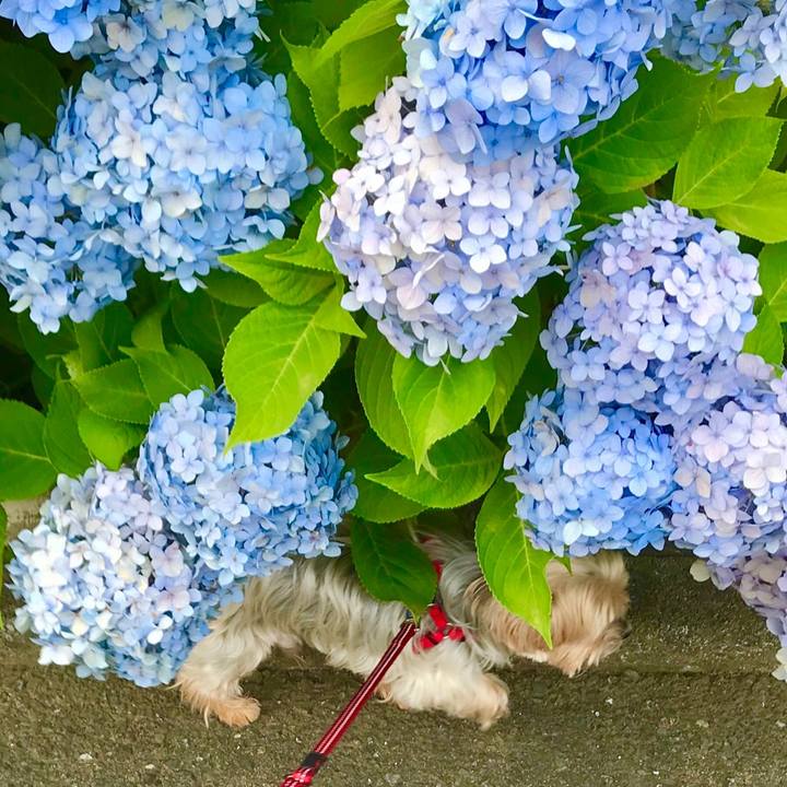 20cb0399 2ec9 415f b01f 48625d27aa09 1529161897347