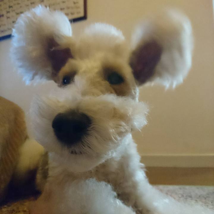 20cc637a 791b 4b32 8cfe 2b43a90c8e88 1544172994234