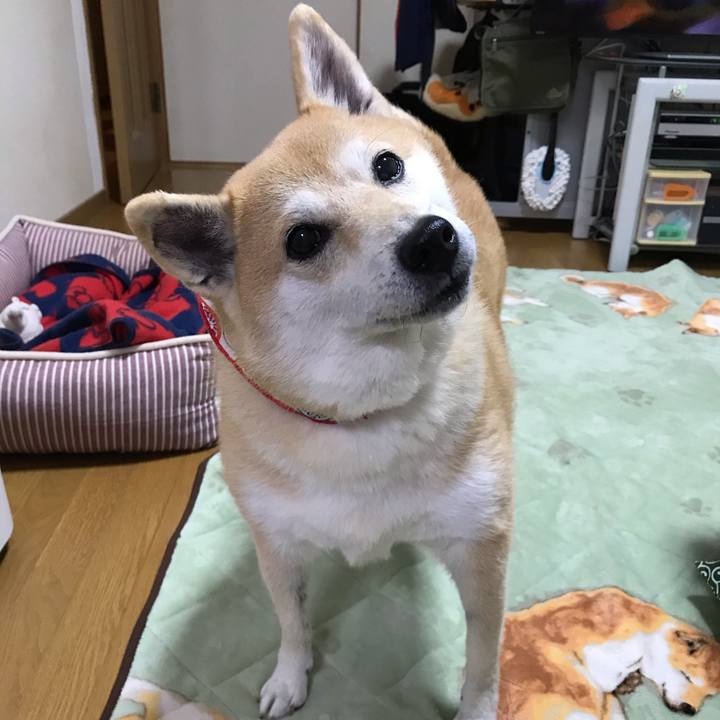 20cd86ce 47e9 4b60 88cd abc39b2308fa 1540990578998