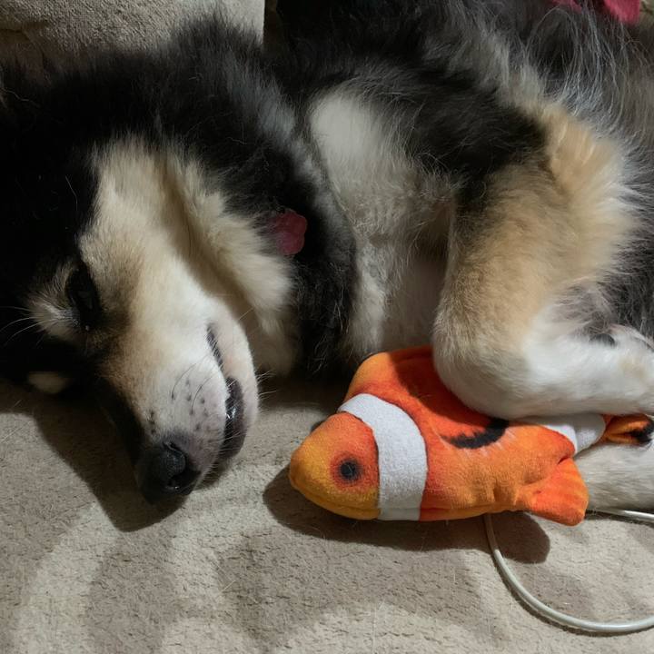 20d17049 240d 4a32 b3f6 3e1e2185cb47 1596877274167