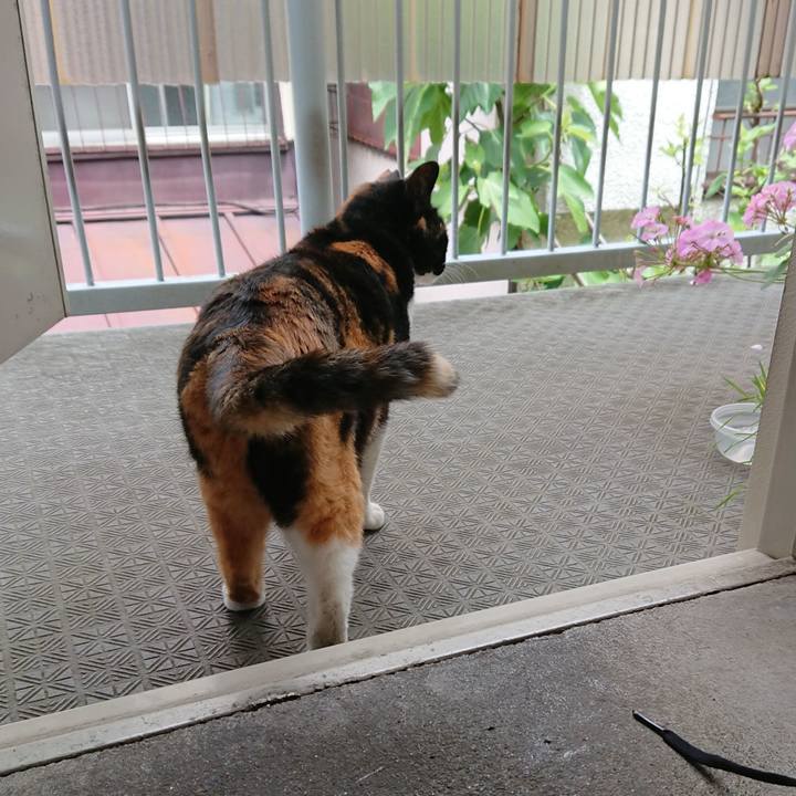 20d55faa df4e 46b7 b3e1 6f1abad9c4f8 1526719189366