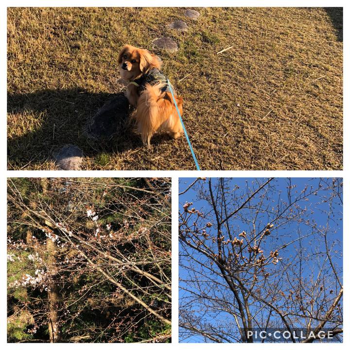 20db334b bab5 47a5 a429 d63c1080c187 1553382596474