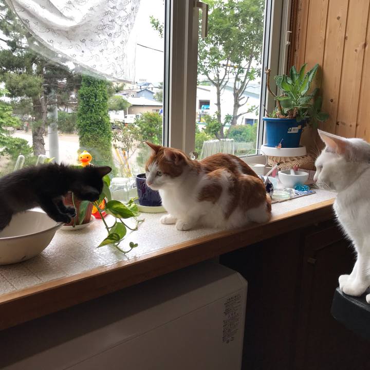 20dbe854 ee6c 47ee b0eb 7346c02d8158 1561799563660