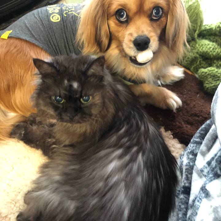 20de468b d5e3 44f0 9e5a b30dab14a315 1558529815649