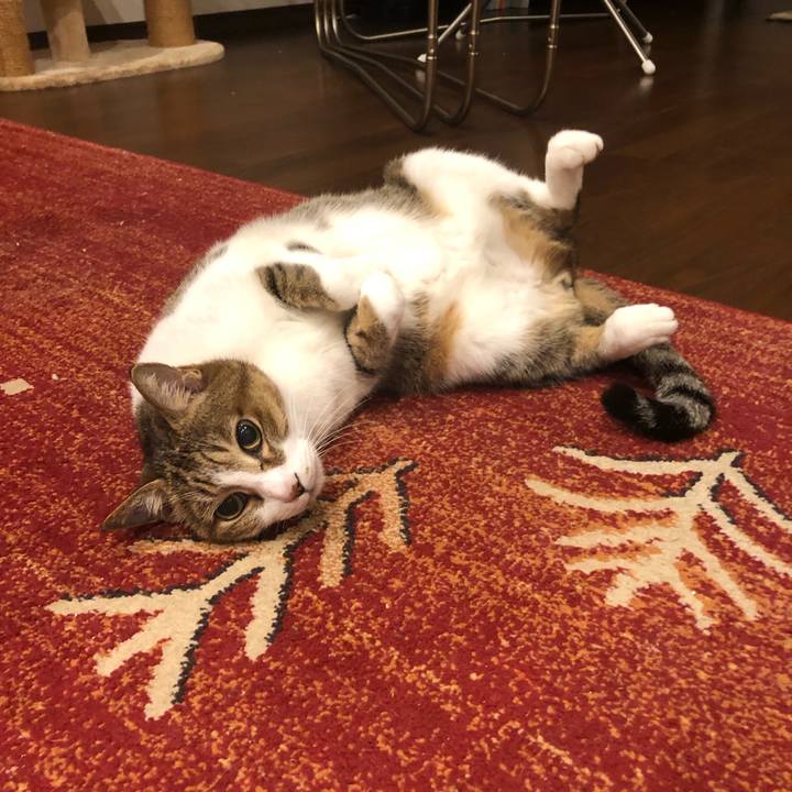 20de7d0a b64d 4705 ab64 c44131d0aa9f 1547517624149