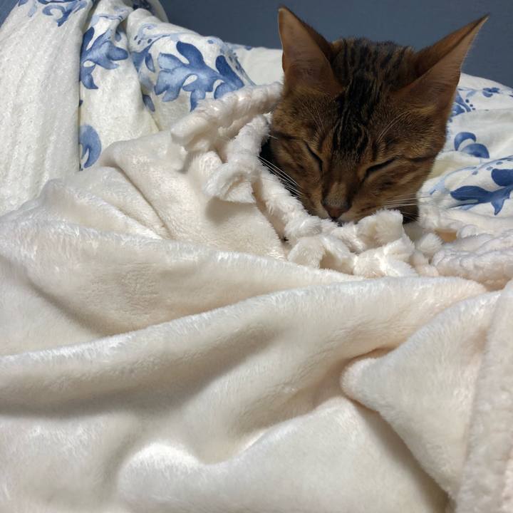 20e012bc 1449 4813 b2f4 64131317052f 1541766419455