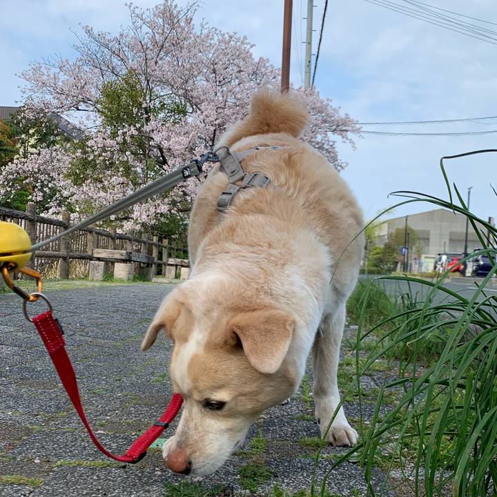 20e2c8ca 1f96 4dd2 bf19 b3af9c4d9e21 1586786521977