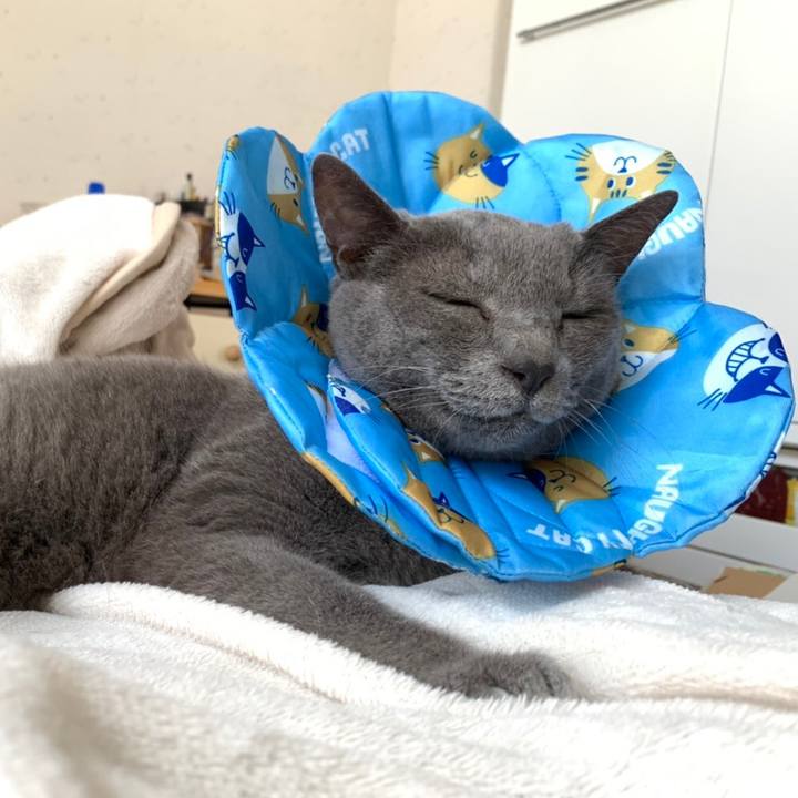 20e68e7f 42c8 4287 b388 03a633fa053c 1590539286059