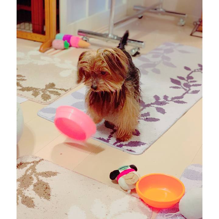 20ec54e9 0a7c 4974 b74e f2e2a99df0d2 1544084686322