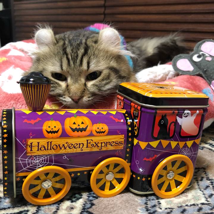 20f2c06f fcb7 4674 8247 8e8d21a999da 1540906848118