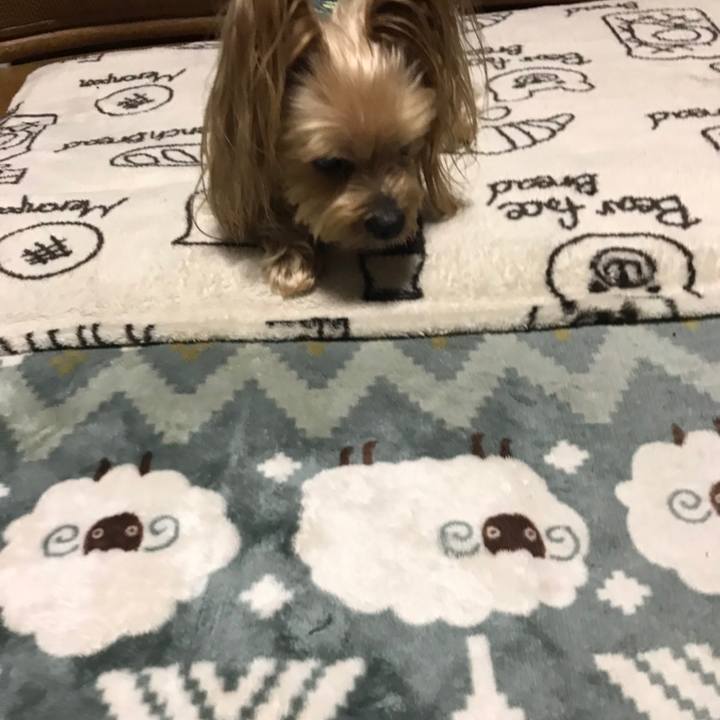 20f4a5d3 e40e 458c a4d6 50c9727a246e 1578800001983