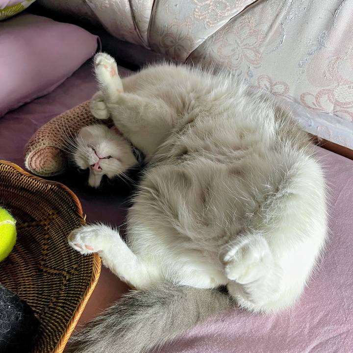 20f500f8 882f 499b 831b 876ac298242b 1774329633486