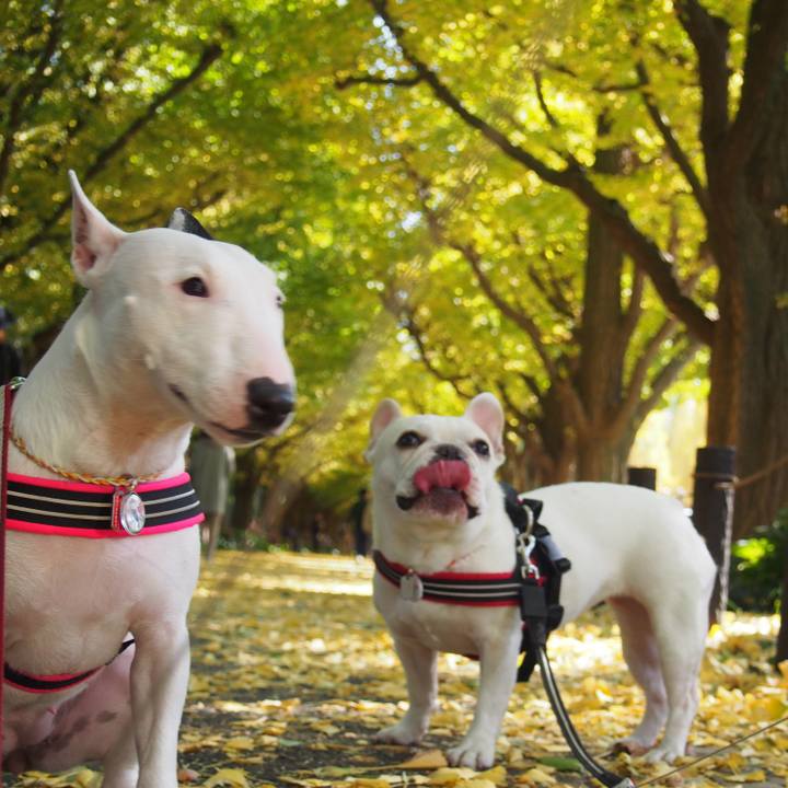 20f57b40 9d51 403e abbc 0398cd1a709a 1510376702202