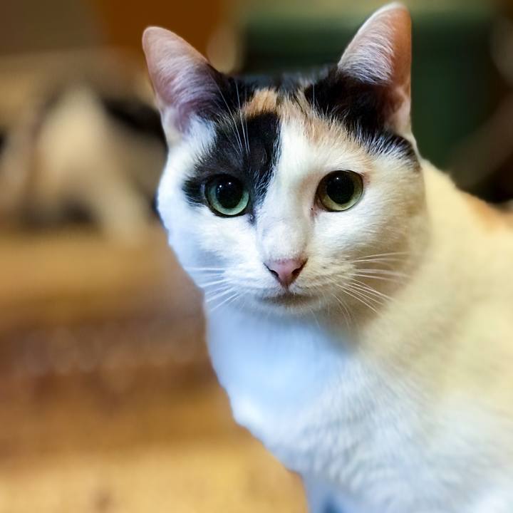 20f5dbd4 4285 4af6 a682 4b1c6758c763 1509192817207