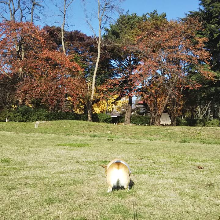 20f61fd7 24d7 455e b4fd 68d218bdf3f2 1542681156222