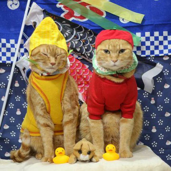 20f8405d 17cb 452d 8aa4 47694660e785 1523839610087