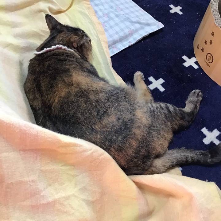 20fc574d b80a 4f6f 9150 5daf401e2977 1736755643928