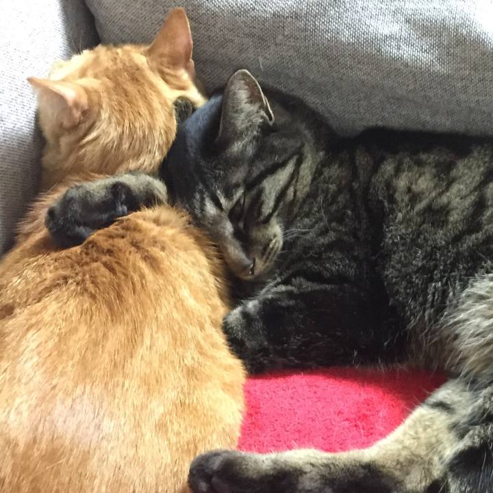 20fc7ba9 940f 48a1 9627 2013eced2807 1541854573424