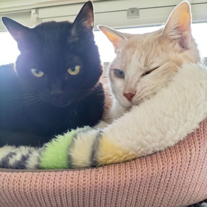 20ffcaed 9919 47b5 b21c 659b775260c5 1712788337454