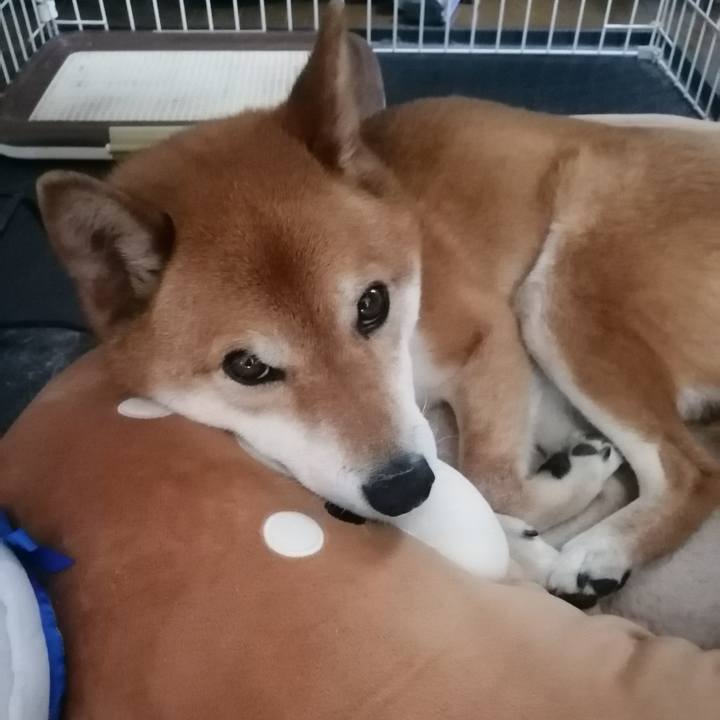 210c4d8d 3bce 40b0 bee8 3c1713ec2042 1617544936506