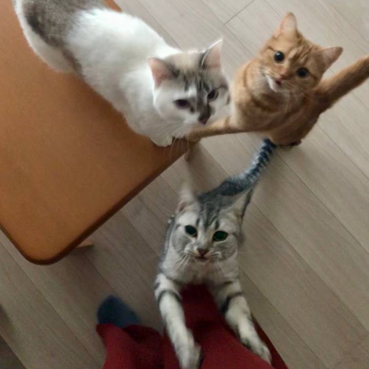 210c6491 6fe0 471c 959b b00ba55d106c 1512600671011