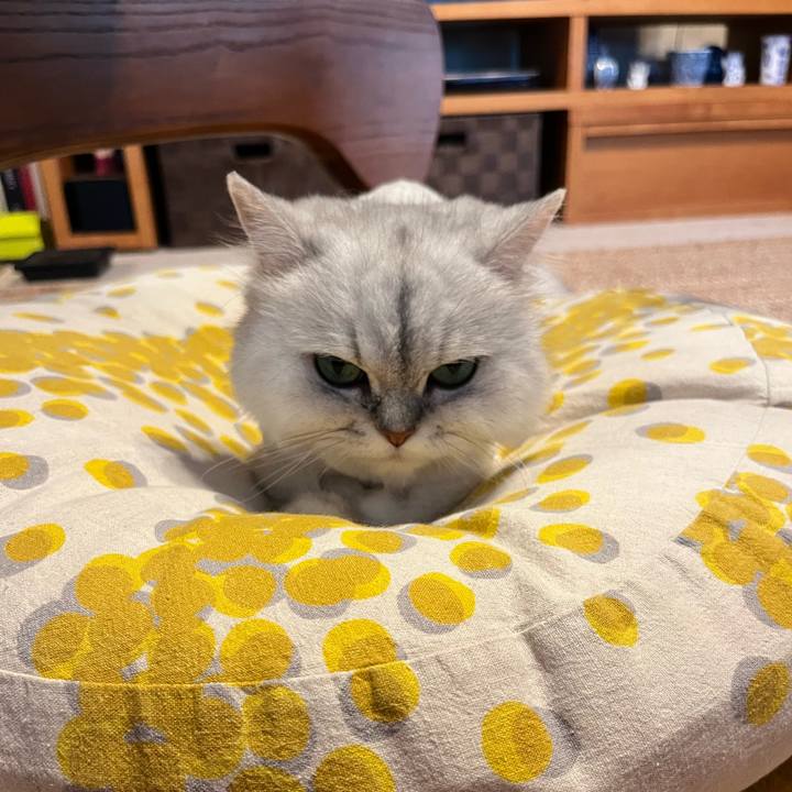 21106df4 e98a 42c0 9809 d65e4c83756f 1692006236111